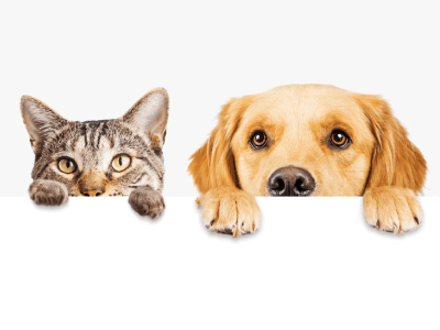 Foto van een kat en een hond die over een randje kijken